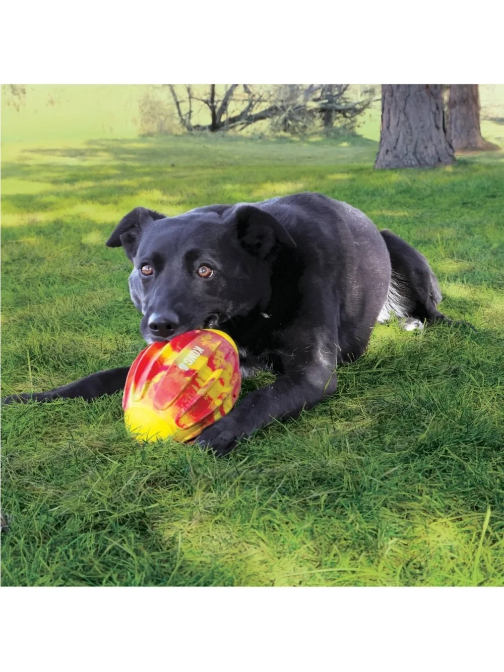 Kong flexball sport